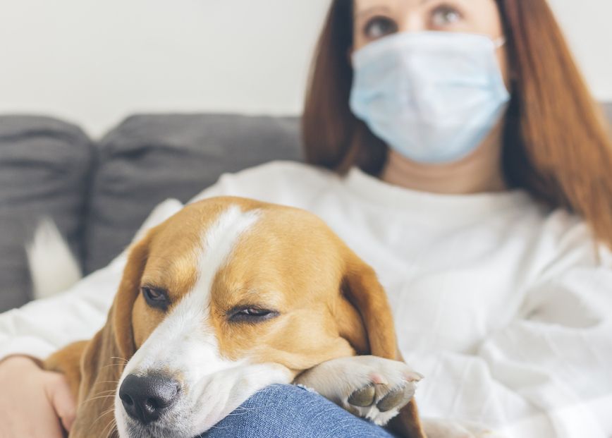 The Latest on COVID-19 and Dogs